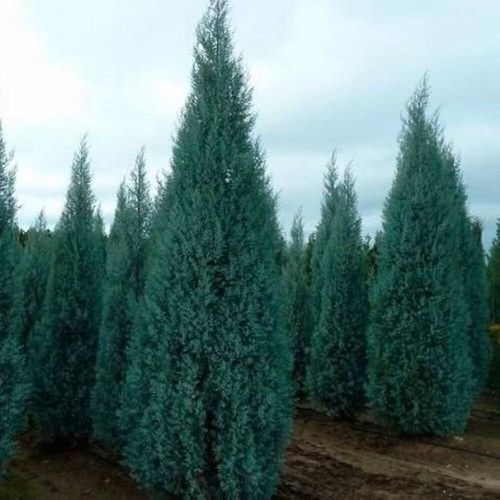 Cupressus arizonica cipresso - cupressus,