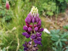 da 50 semi grandi piante