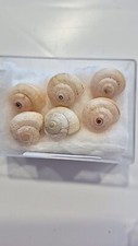 THEBA PISANA SET!  LANDSNAIL