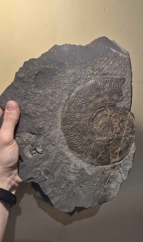 Ammonite fossile harpoceras - fossile,
