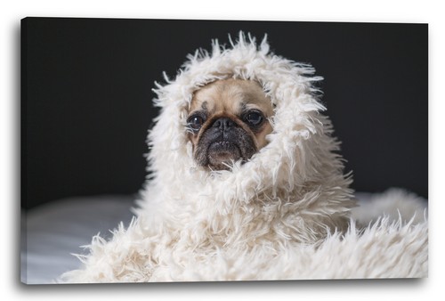 Tela cornice cute pug - cute,