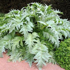 Bianco Avorio White Cardoon
