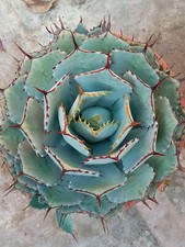 Agave potatorum kisshokan - , 1