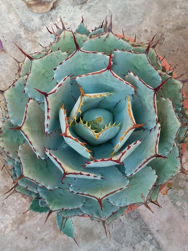 Agave potatorum kisshokan - , 1