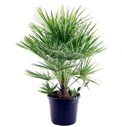 Chamaerops humilis palma nana - humilis,