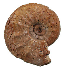 Malm Miticardioceras