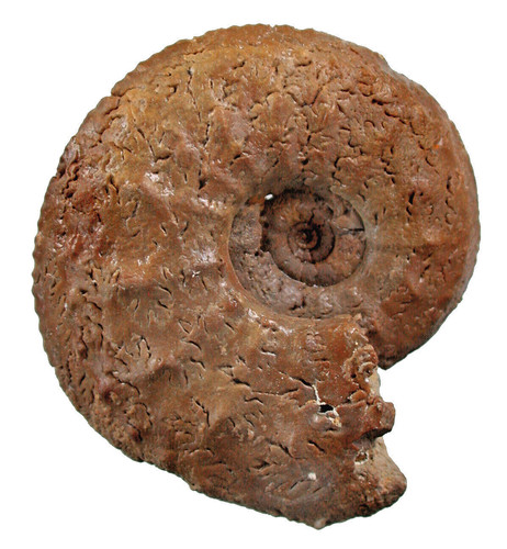 Malm miticardioceras - malm,