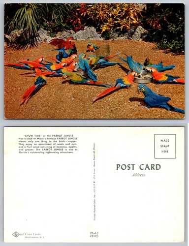 Cartolina standard parrot - cartolina,
