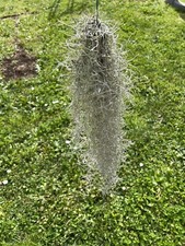 Tillandsia Usneodies