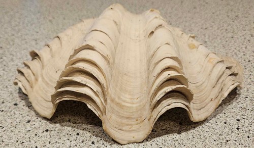 Guscio vongole increspato - vongole,