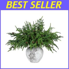 Rami di pino Norfolk per