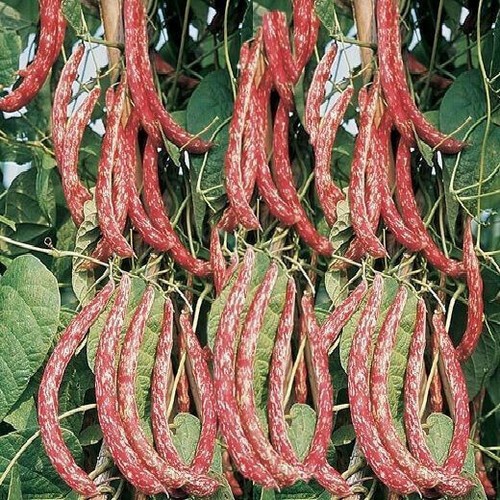 Fagiolo rampicante borlotto - fagiolo,