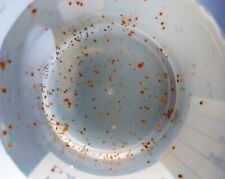 80ml - STARTER inoculo OSTRACODI