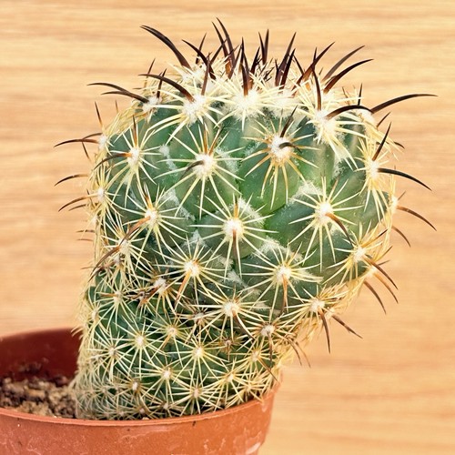 Coryphantha cornifera pot - coryphantha,