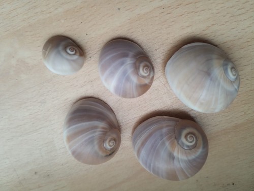 Conchiglie varie neverita - varie,