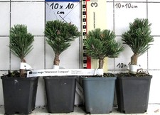 Pinus mugo "Sherwood Compact"