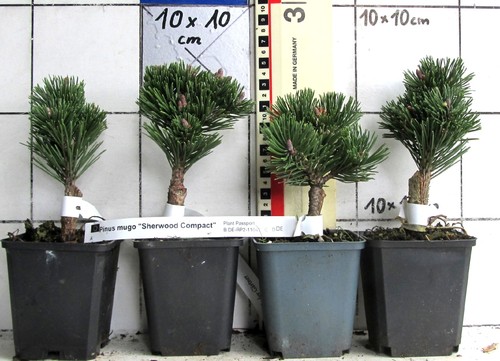 Pinus mugo sherwood compact - pinus,