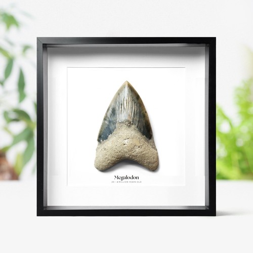 Large inch carcharocles - large, 4-5