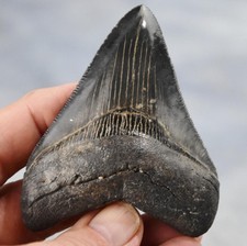 Megalodonte denti squalo - denti,