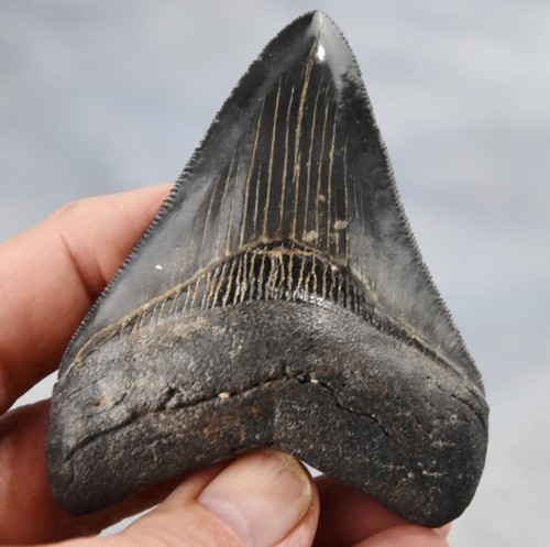 Megalodonte denti squalo - megalodonte,
