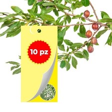 Trappola Adesiva Cromotropica