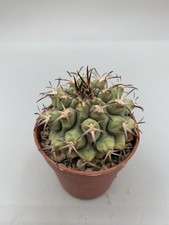 Gymnocalycium Schickendantzii