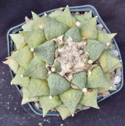Ariocarpus furfuraceus - furfuraceus, x