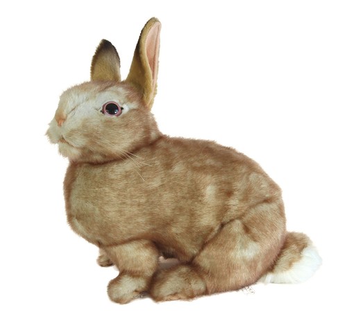 Bunny rabbit sitting soft - rabbit,