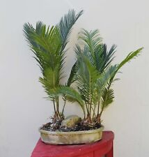 Bonsai bosque Cicas - Cycas
