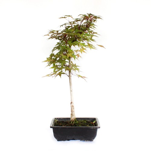 Bonsai acero rosso originale - bonsai,