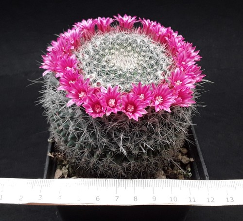Mammillaria hahniana adult