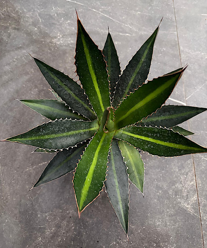 Agave victoria reginae white - victoria,