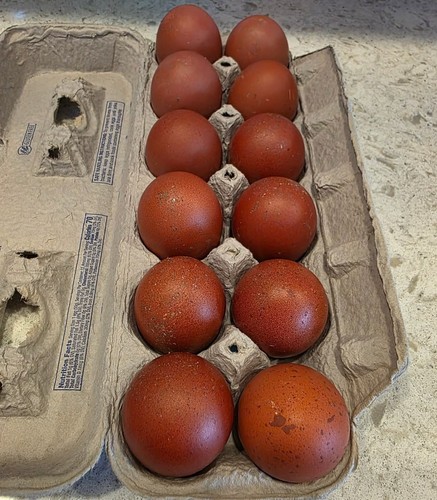 Uova feconde fertili - uova, razza