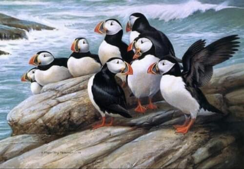 Puffins motivo punto - (1),