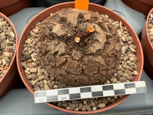 153 dioscorea elephantipes - 153,