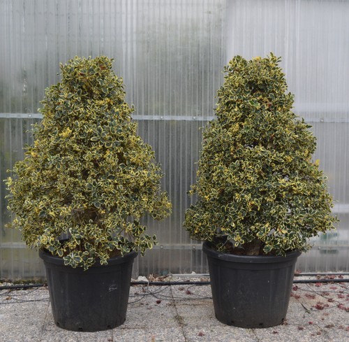 Agrifoglio variegato ilex - agrifoglio,
