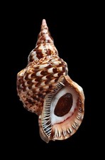 SHELL CONCHIGLIA CHARONIA VARIEGATA mm.282 w/o RIO GRANDE DO NORTE BRAZIL