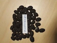 Luffa cilindrica (100 semi -