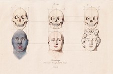 Frenologia Cranio Scheletro Umano Testa Stampa In Acciaio Guerin-Meneville 1838