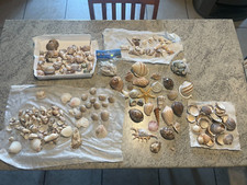 Lotto Conchiglie Marine.