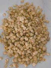 3- 500 Semillas tephrocactus