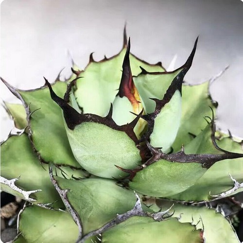 Agave titanota panda cactus
