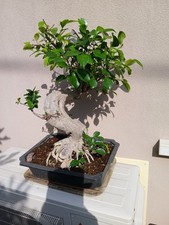 Bonsai di Ficus e una serie di altri bonsai più piccoli