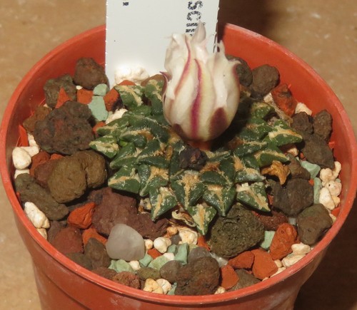 Ariocarpus kotschoubeyanus var