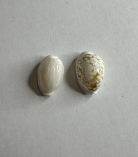 Cypraea cribraria melwardi x2