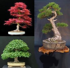 SEMI BONSAI - PINO NERO -