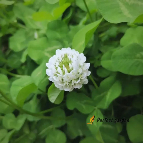 2000 semi trifolium repens - trifolium,