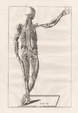 Scheletro Umano Muscoli Eustachio Anatomia Medicina Incisione In Rame 1800.