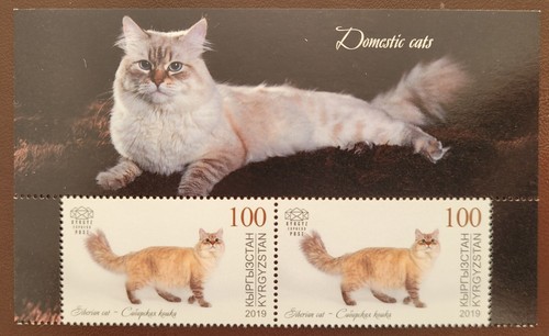 Kirghizistan 2019 gatti - kirghizistan,