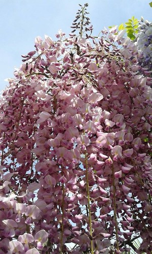 Wisteria floribunda rosea - wisteria,